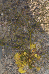 Eriogonum glandulosum
