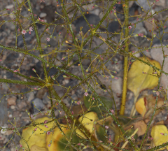 Eriogonum glandulosum