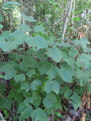 Bauhinia divaricata