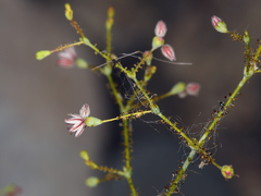 Eriogonum glandulosum