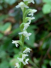 Platanthera ephemerantha