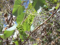 Vitis tiliifolia