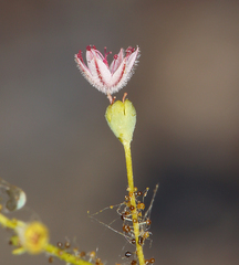 Eriogonum glandulosum