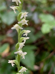 Platanthera ephemerantha