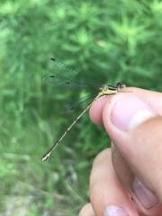 Lestes eurinus