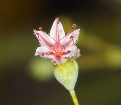 Eriogonum glandulosum