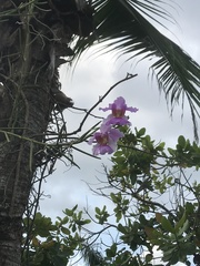 Orchidaceae