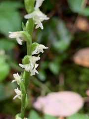 Platanthera ephemerantha