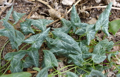 Epixiphium wislizeni