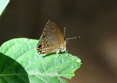 Anthene rubricinctus