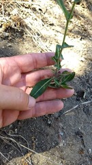 Streptanthus campestris