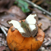 Cymothoe jodutta jodutta - Photo (c) charleyhesse,  זכויות יוצרים חלקיות (CC BY-NC)