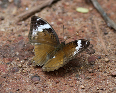 Bebearia mardania