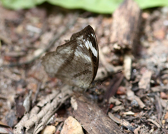 Bebearia mardania