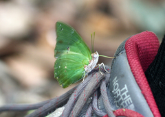 Charaxes eupale eupale
