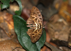 Catuna oberthueri