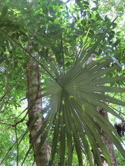 Coccothrinax readii