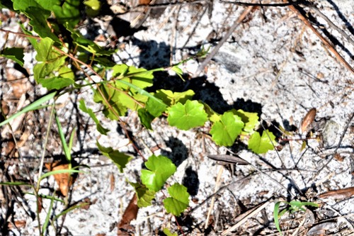 Vitis rotundifolia var. pygmaea