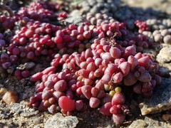 Crassula elegans elegans