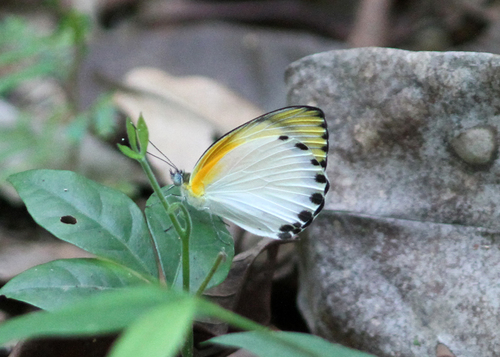 Woodland Albatross White