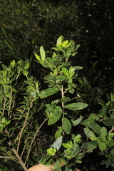 Cestrum buxifolium