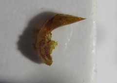 Lilioceris schneideri