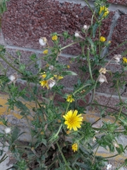 Helminthotheca echioides