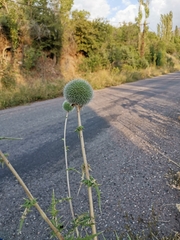 Echinops sphaerocephalus