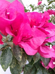 Bougainvillea