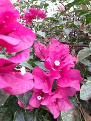 Bougainvillea