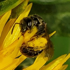 Lasioglossum pectorale