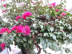 Bougainvillea