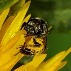 Lasioglossum pectorale