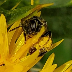 Lasioglossum pectorale