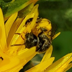 Lasioglossum pectorale