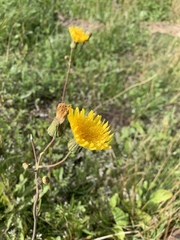 Sonchus palustris