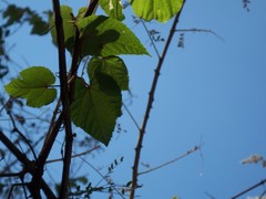 Vitis tiliifolia