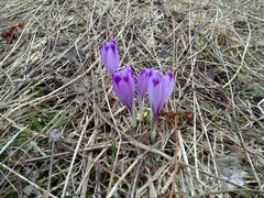 Crocus heuffelianus scepusiensis