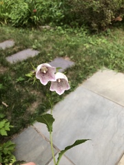 Campanula punctata