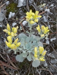Physaria didymocarpa