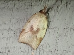 Sparganothis xanthoides