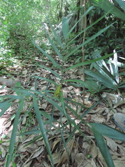 Chamaedorea seifrizii