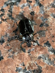 Osmoderma eremicola
