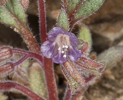 Phacelia austromontana