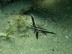 Pareques acuminatus