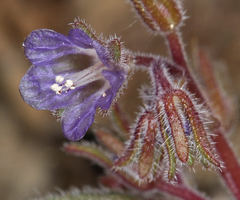 Phacelia austromontana