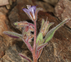 Phacelia austromontana