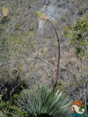 Agave petrophila