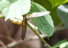 Pseudacraea boisduvalii boisduvalii