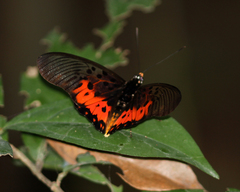 Pseudacraea boisduvalii boisduvalii